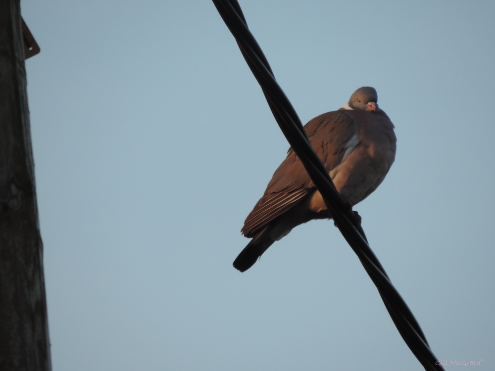 2015 04 01 bird  on the wire jpg sig