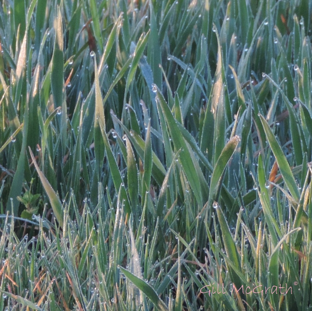 2015 04 06 707 7 clinging dew on the grass jpg sig