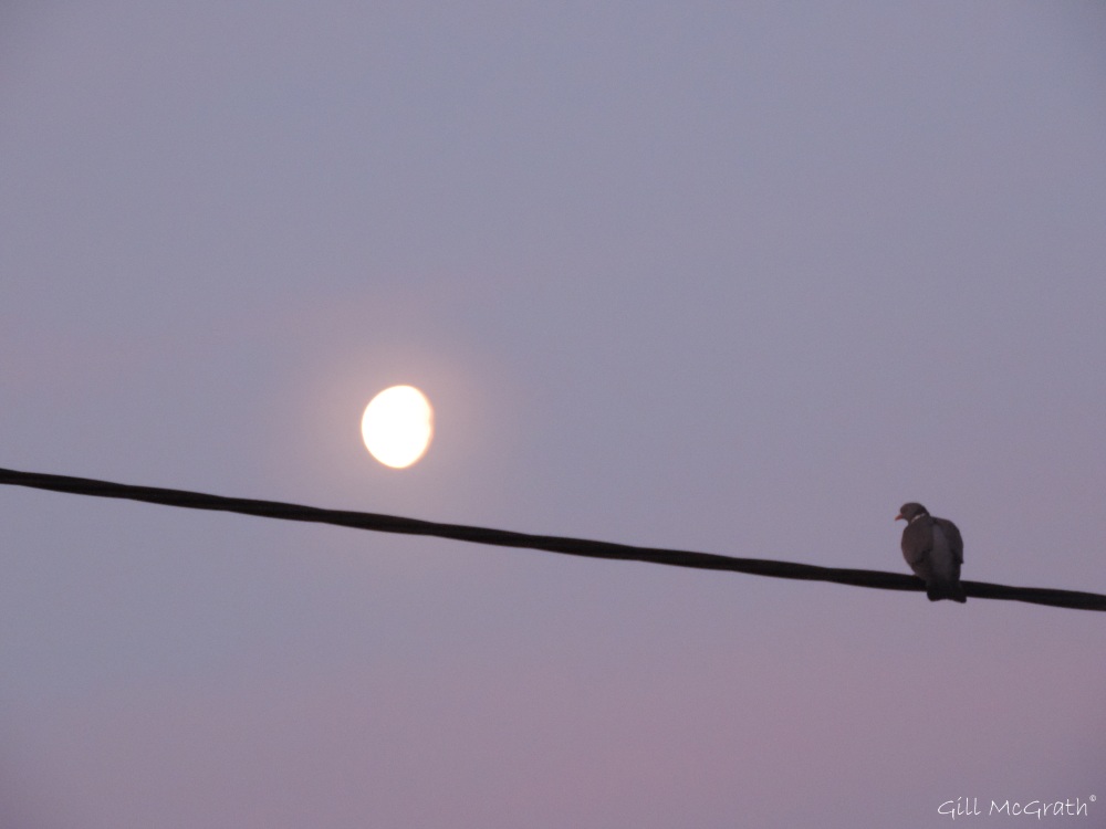 2015 04 08 1  1 617 pigeon and moon DSCN8953