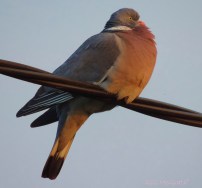 2015 04 09 guarding jpg sig