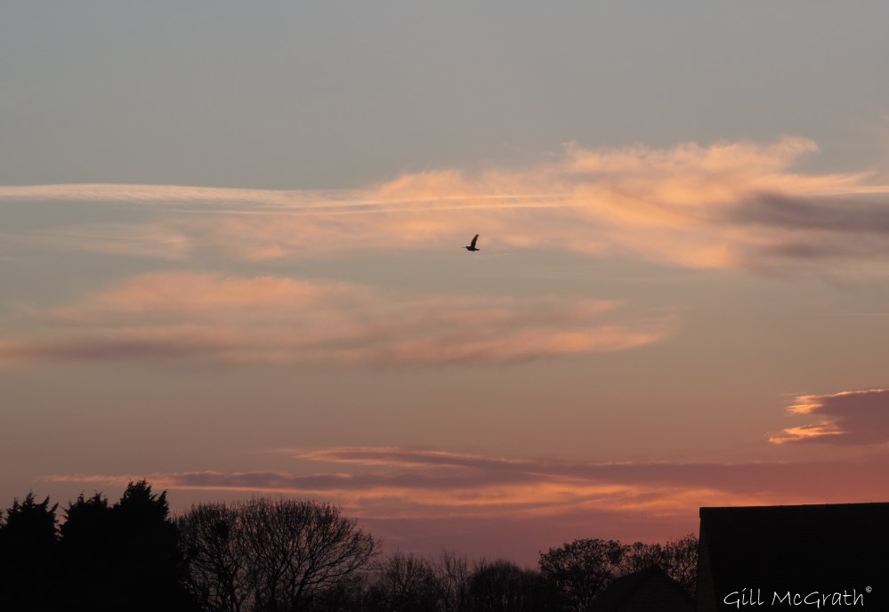 2015 04 10 753pm sunset bird jpg sig