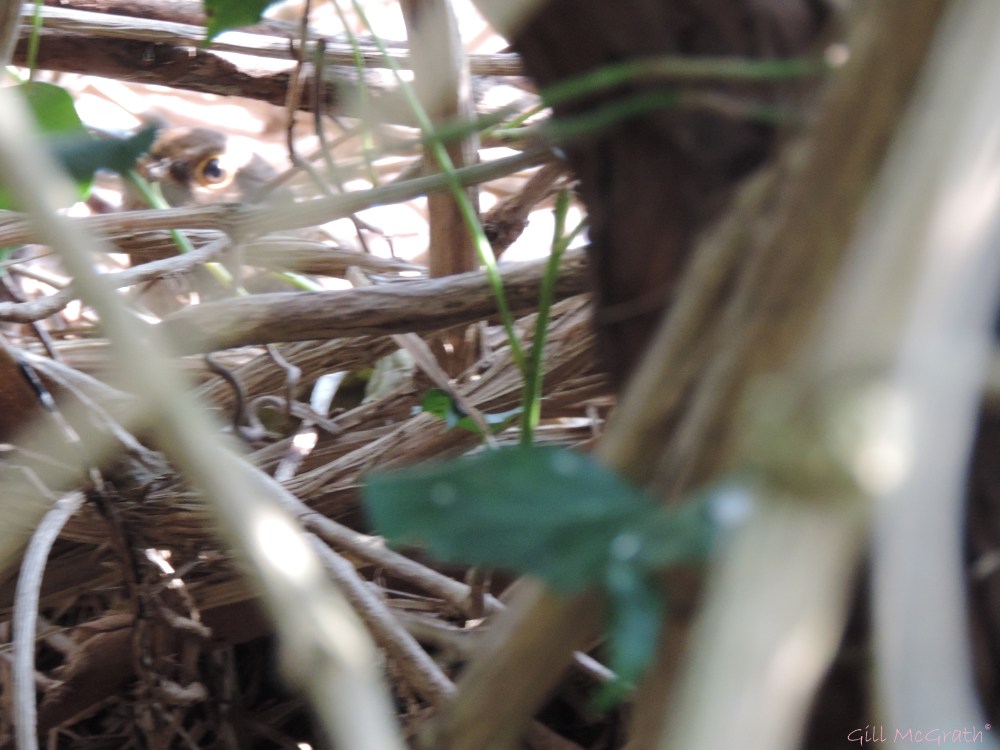 2015 04 10 mother bird eye mainly jpg sig