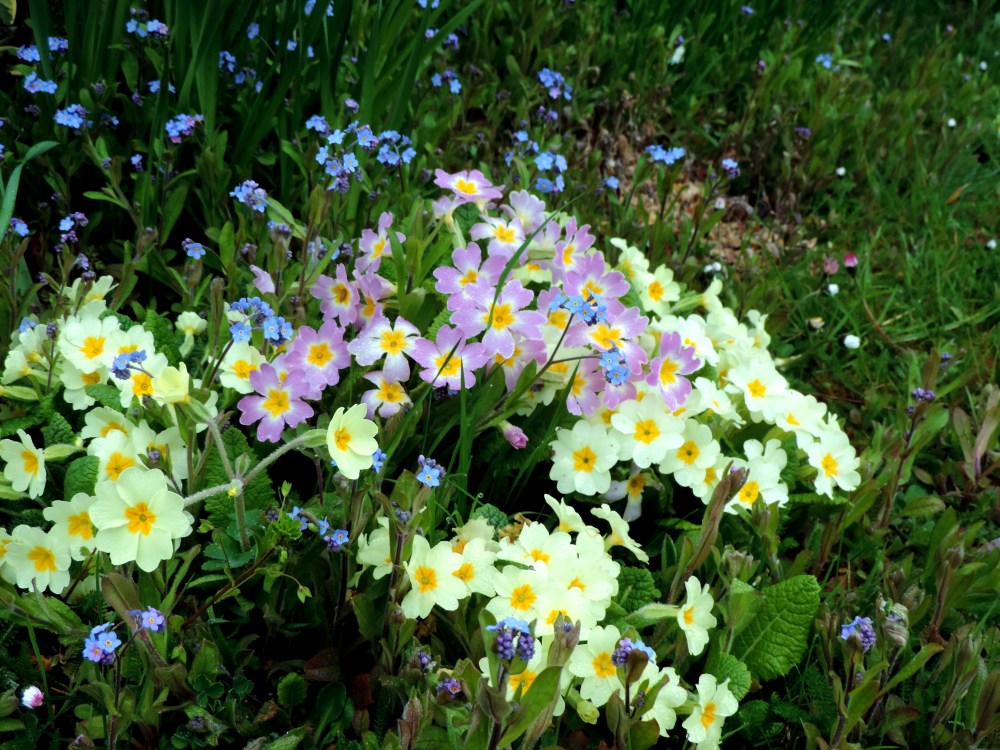 2015 04 11 656 700 flowers road side  am  jpg sig DSCN9816