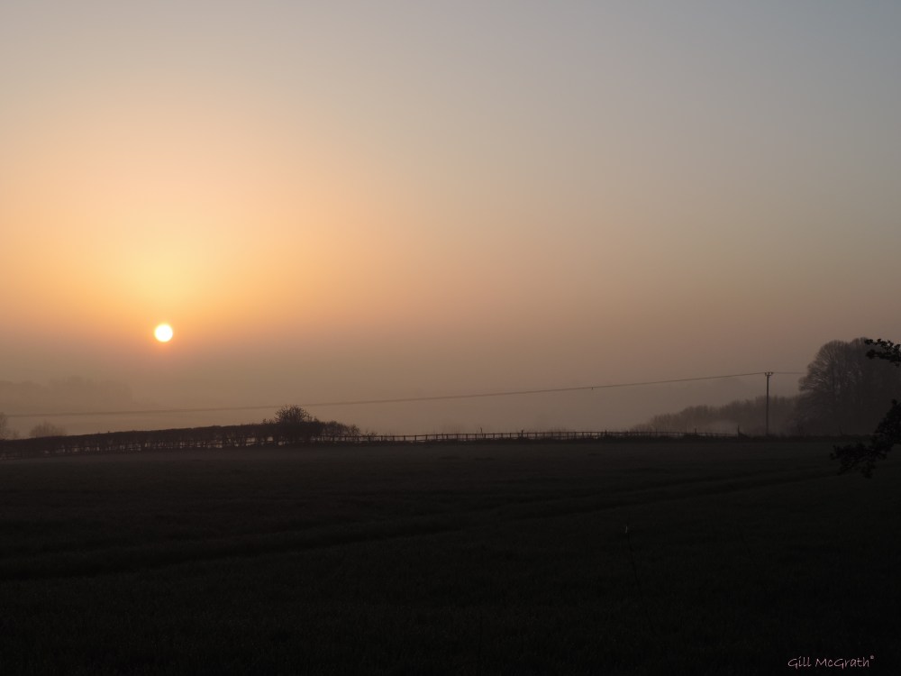 2015 04 15 631 sun on field jpg sig