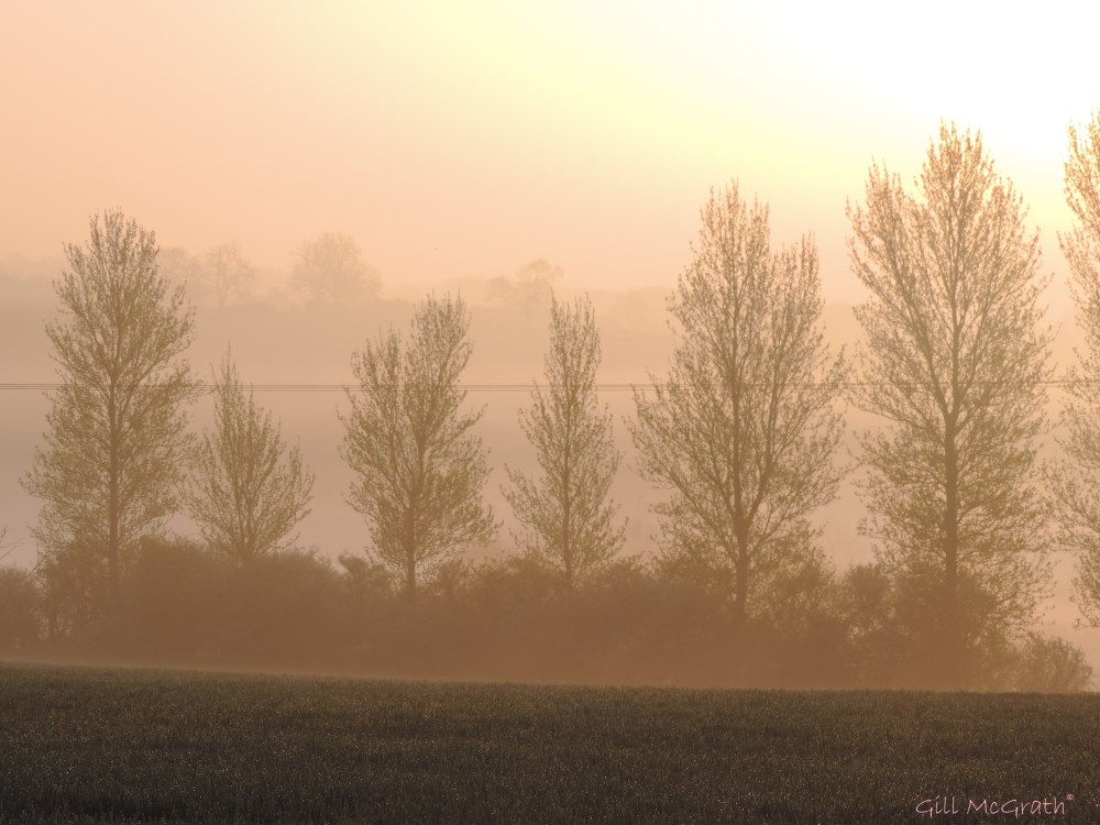 2015 04 15 641 spangling jpg sig