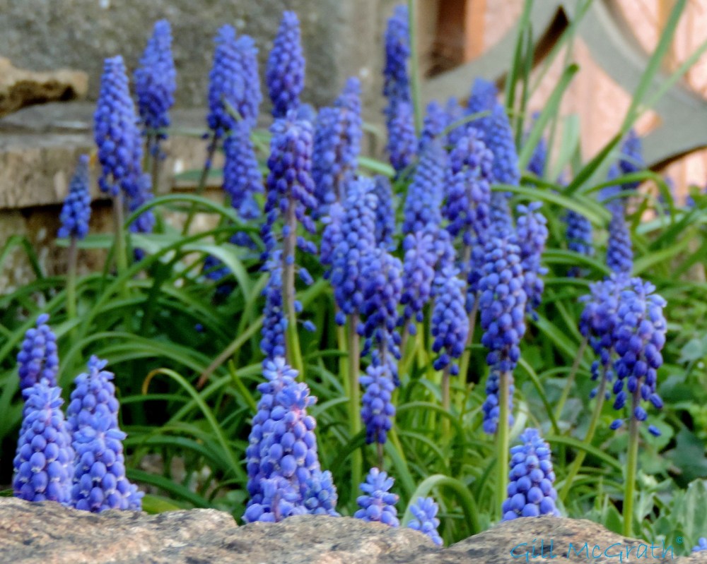 2015 04 15 642 grape hyacinth jpg sig