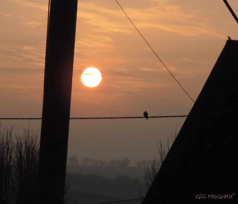 2015 04 16 633 birds wires jpg sig