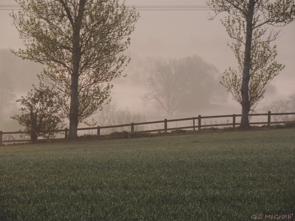 2015 04 16 644 dew  mist jpg sig