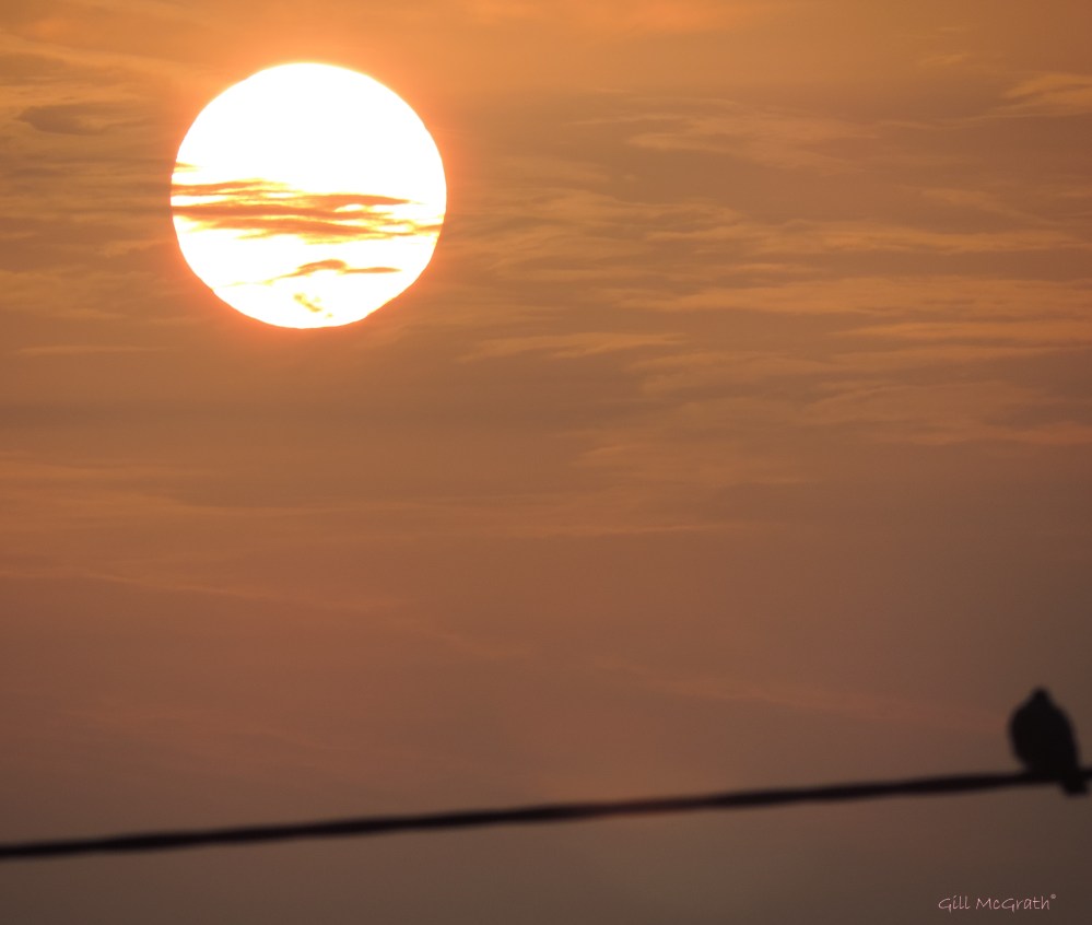 2015 04 16 sun bird jpg sig