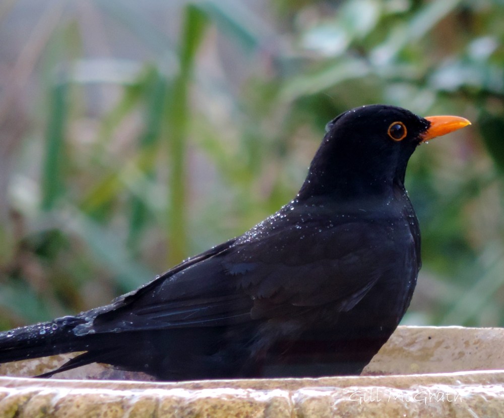 2015 04 17 blackbird jpg sig