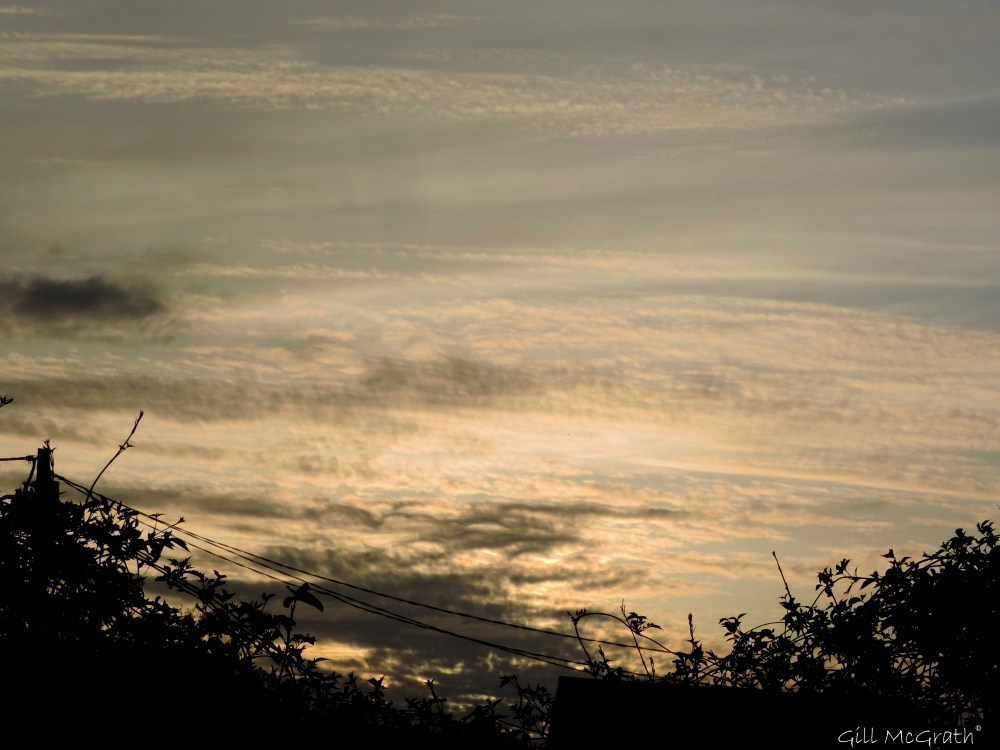 2015 04 17 Hedge jpg sig