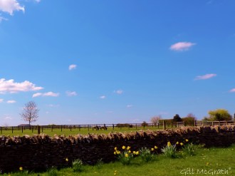 2015 04 18   horses jpg sig DSCN0845