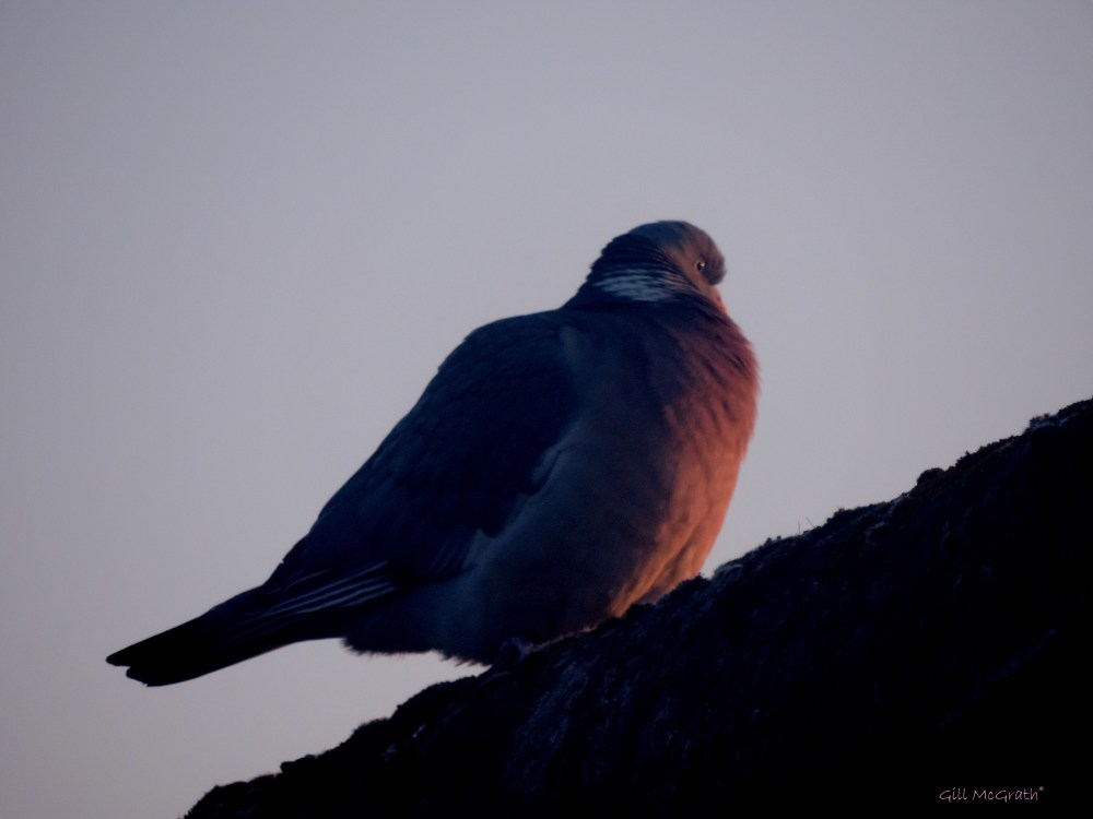 2015 04 20 630 pink bits  2 jpg sig