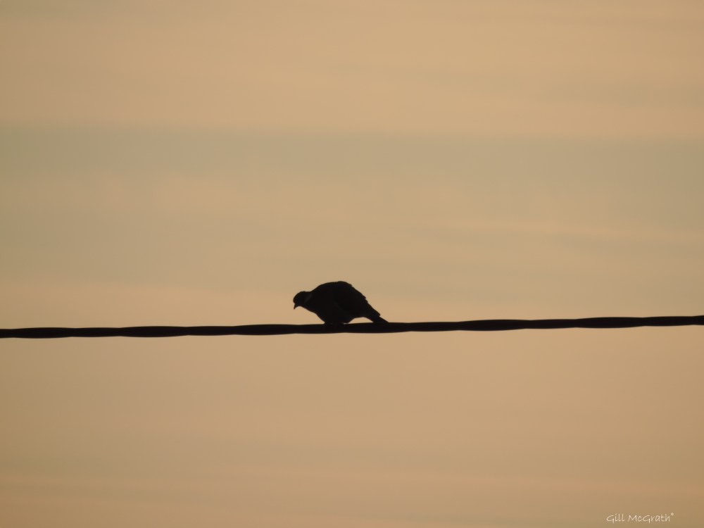 2015 04 21 2 long crawl jpg sig