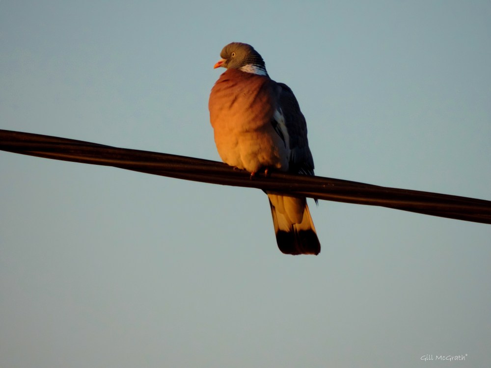 2015 04 21 6 turning to gold  jpg sig