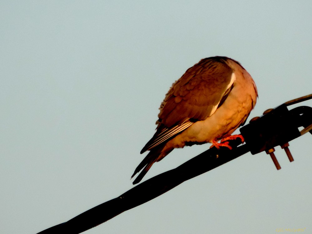 2015 04 21 8 headless jpg sig