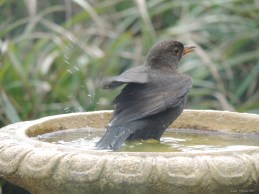 2015 04 22 bath jpg sig