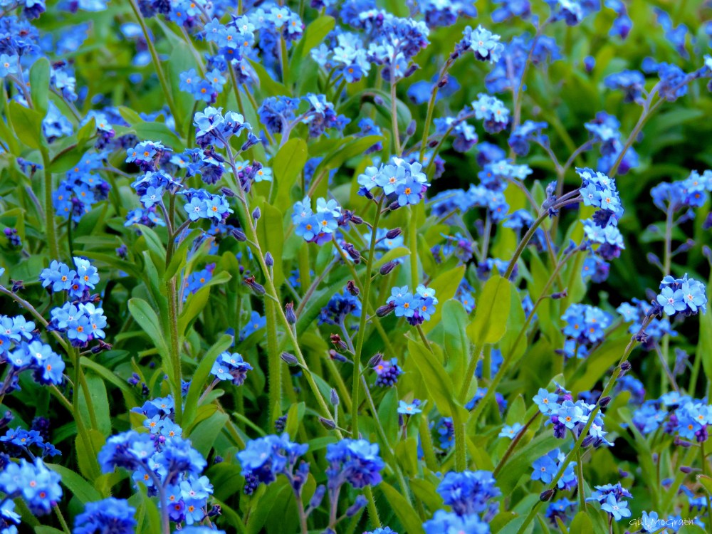 2015 04 22 forget me not jpg sig