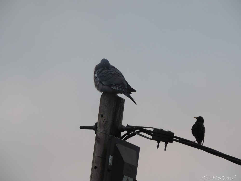 2015 04 23  6 38 birds first light DSCN1629 jpg sig