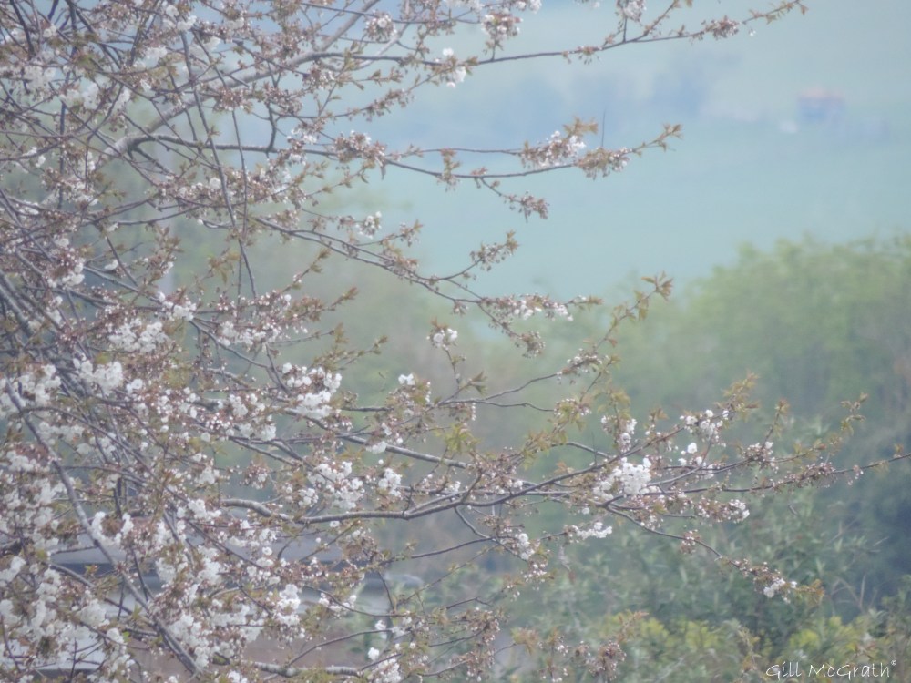 2015 04 23 first light DSCN1623 jpg sig