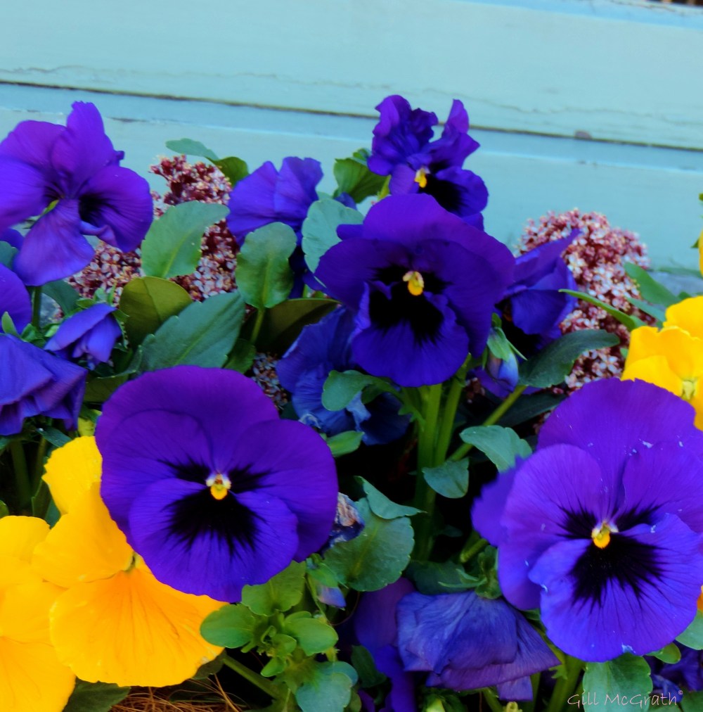 2015 04 23 pansy DSCN1502 jp sig