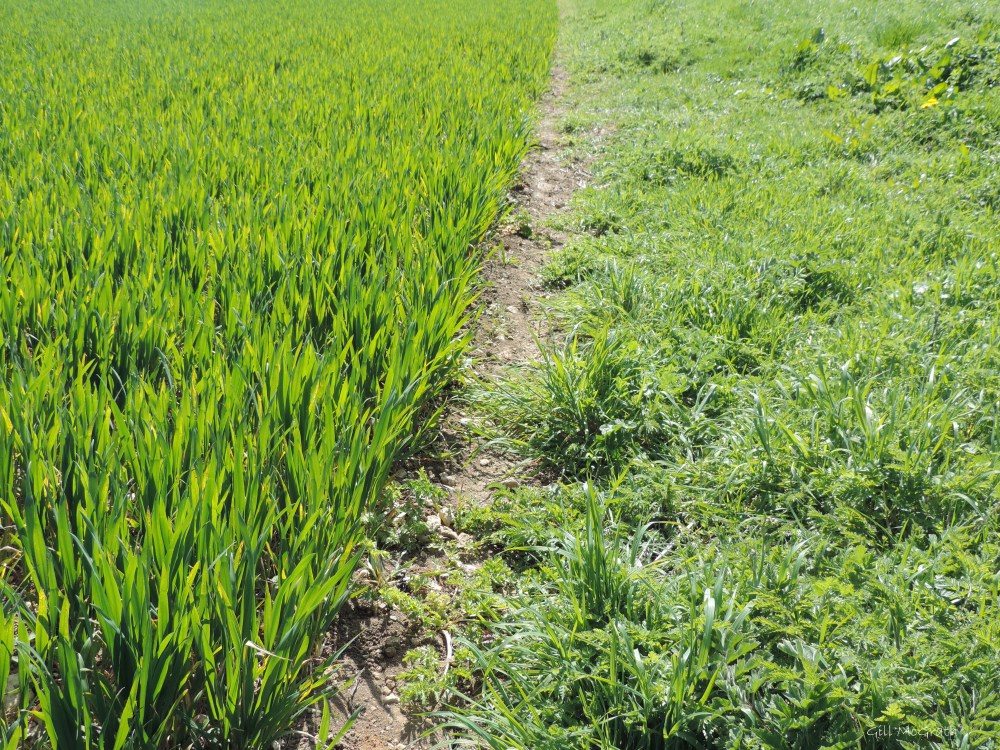 2015 04 23 paths DSCN1511 jpg sig