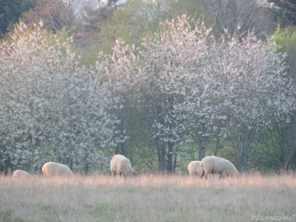 2015 04 23 pink looking sheep jpg sig