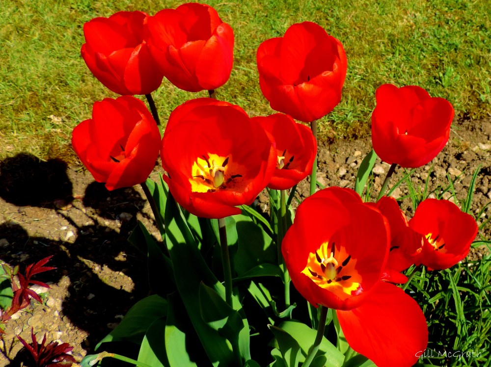 2015 04 23 tulip jpg sig 1 DSCN1523