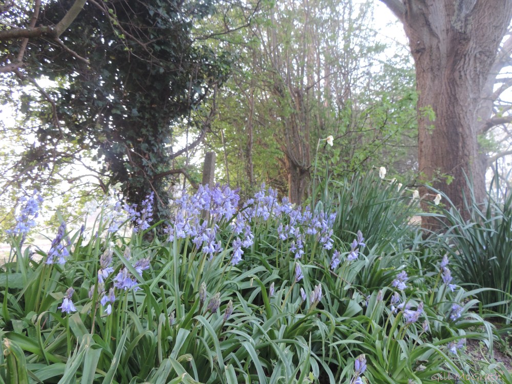 2015 04 24 618  sunrise bluebells DSCN1856 jpg sig