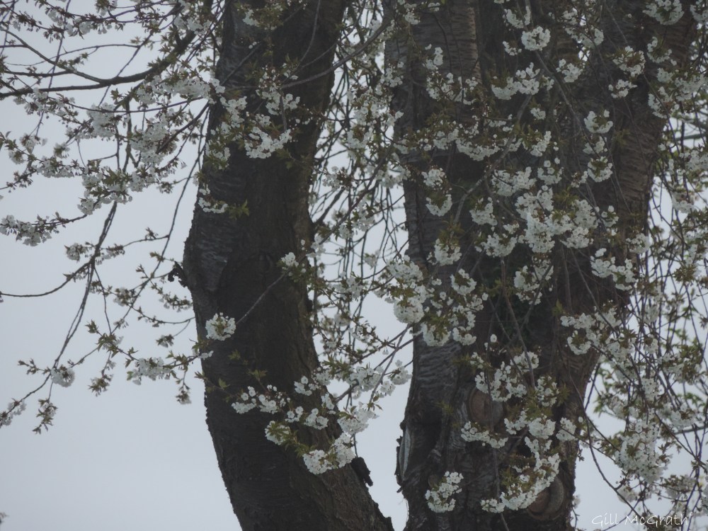 2015 04 24 637 sunrise  blossom  DSCN1899 jpg sig