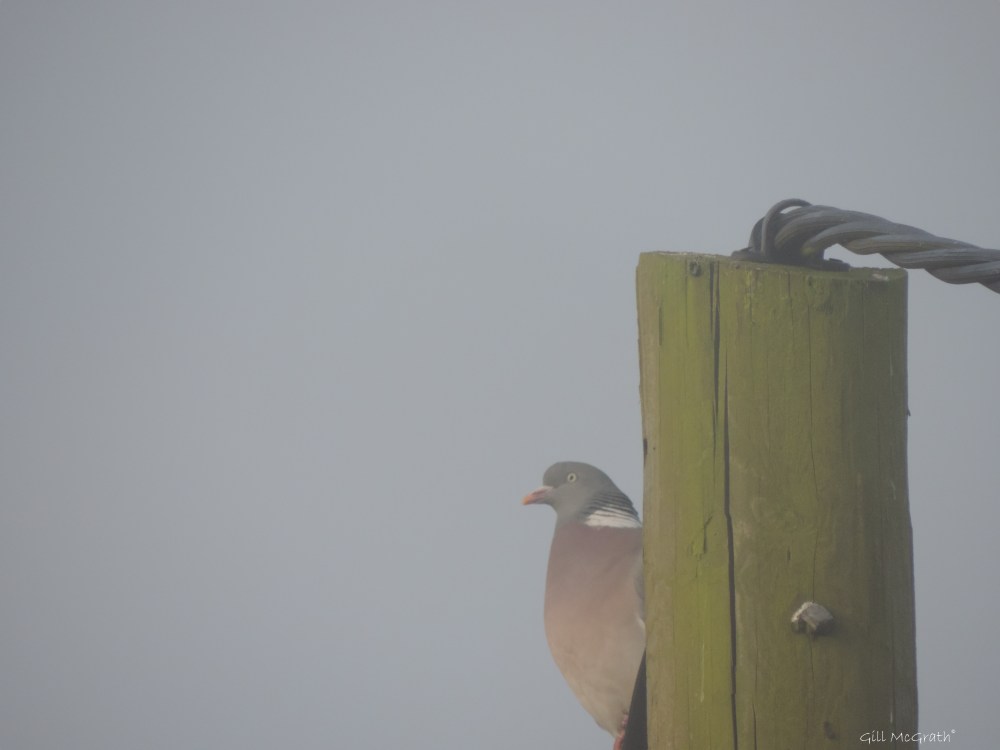 2015 04 24 711 sunrise  bird DSCN1983 jpg sig