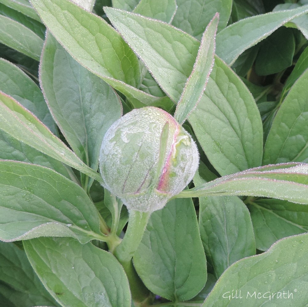 2015 04 24 712 sunrise peony girl in dew DSCN1986 jpg sig