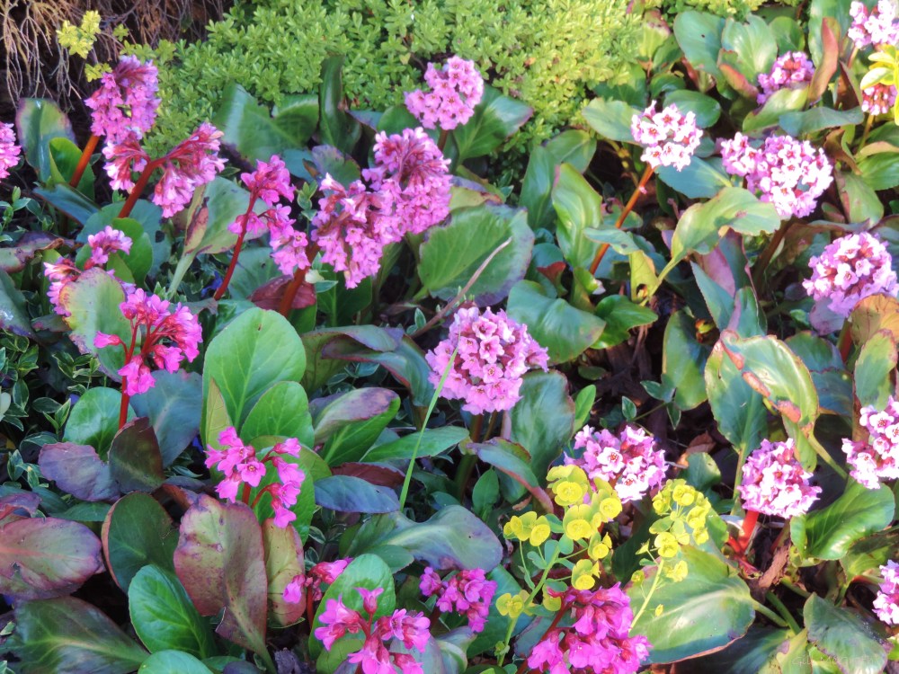 2015 04 24 pink DSCN1684 jpg sig