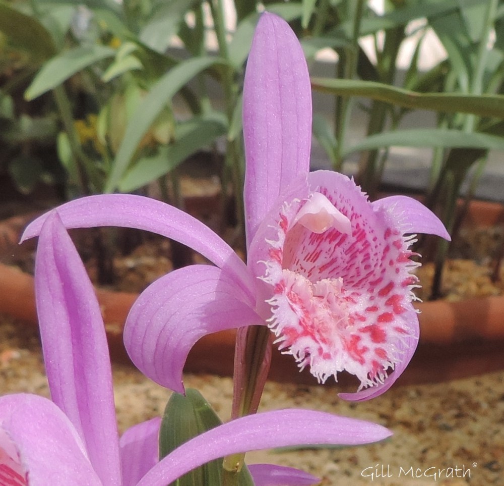 2015 04 29 pink DSCN2622 jpg sig