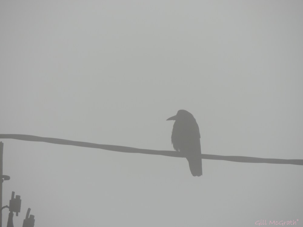 2015 0407  800 crow bird DSCN8769 jpg sig