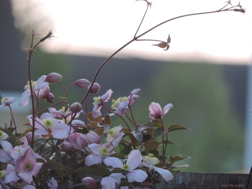 1 2015 05 10 pink stars 3  DSCN4174 jpg sig