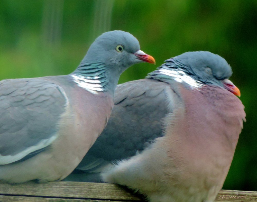 1 2015 05 25 sweet nothings DSCN6428 jpg sig