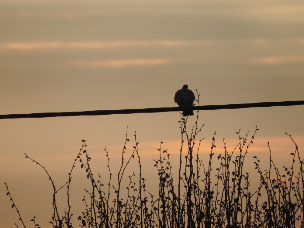 2015 05 02 before and after pop DSCN3210 jpg