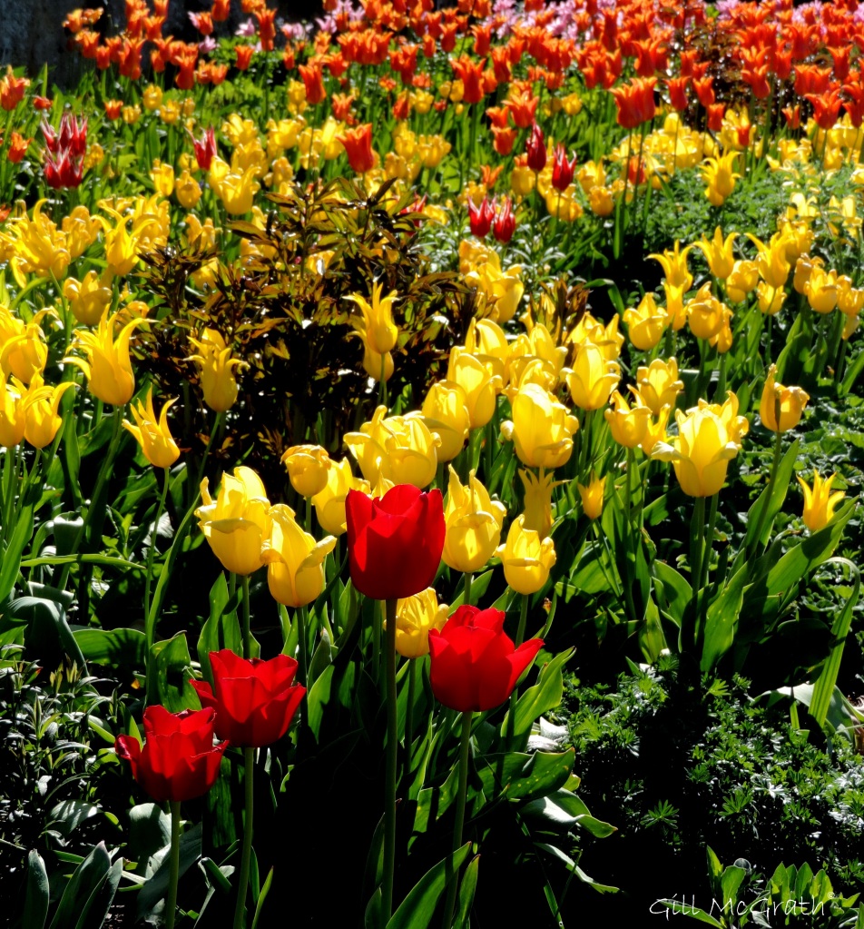 2015 05 03 3 tulips DSCN2463 jpg sig