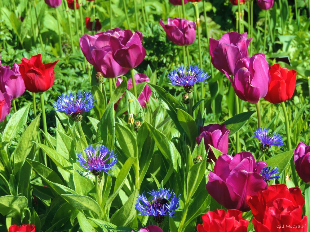 2015 05 03 5 tulips 5 plus DSCN2467 (3) jpg ig