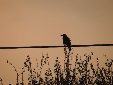 2015 05 07 sunrise where the bird sat  DSCN3795 jpg sig