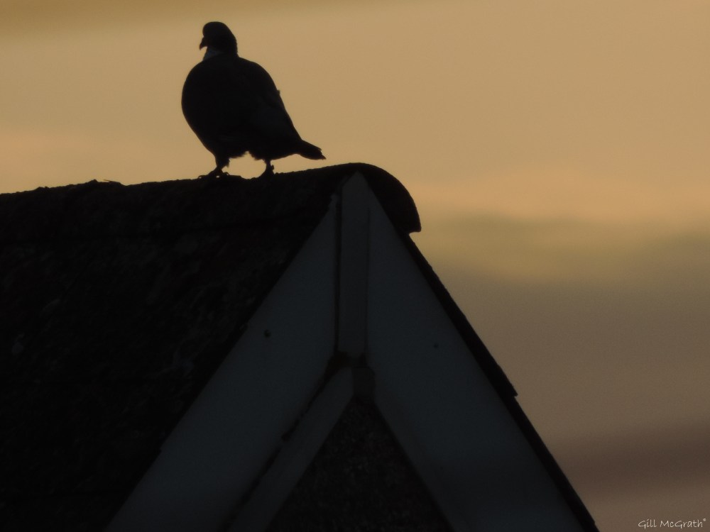 2015 05 08 bird 555 DSCN3900 jpg sig