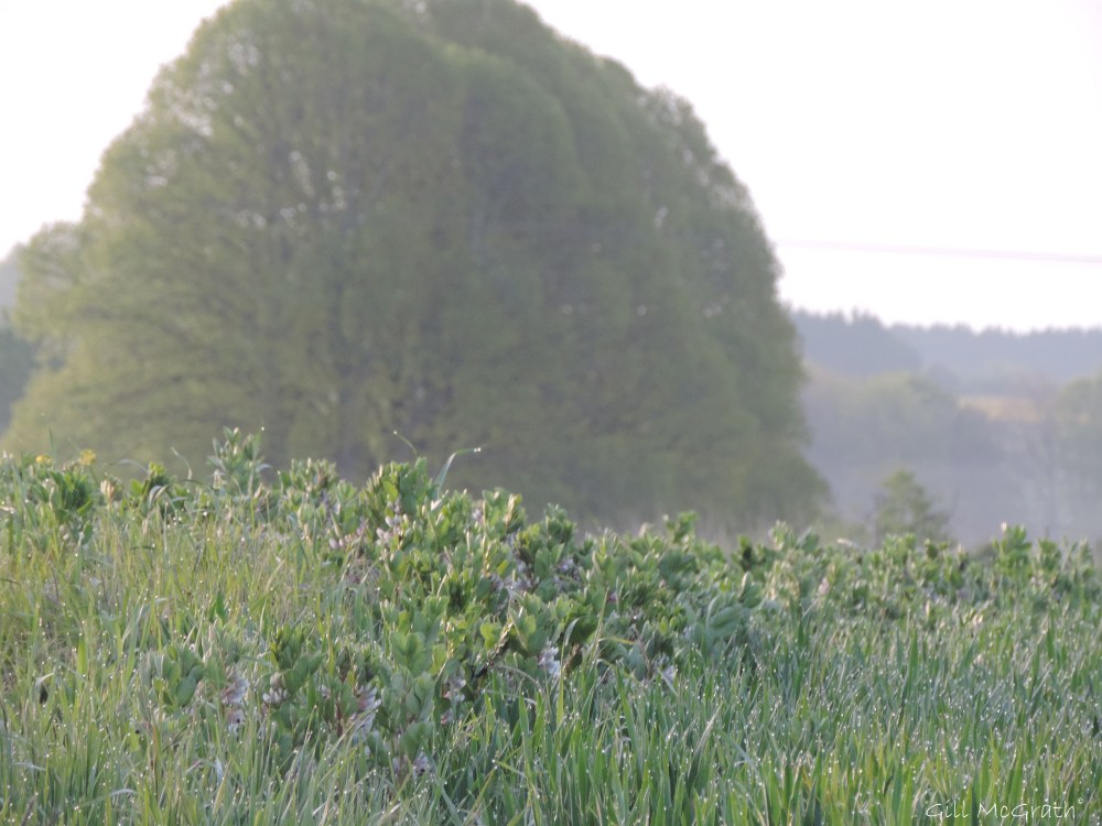 2015 05 08 dew tree DSCN3950 jpg sig