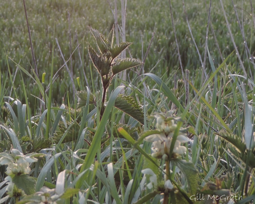 2015 05 08  nettles DSCN3918 jpg sig