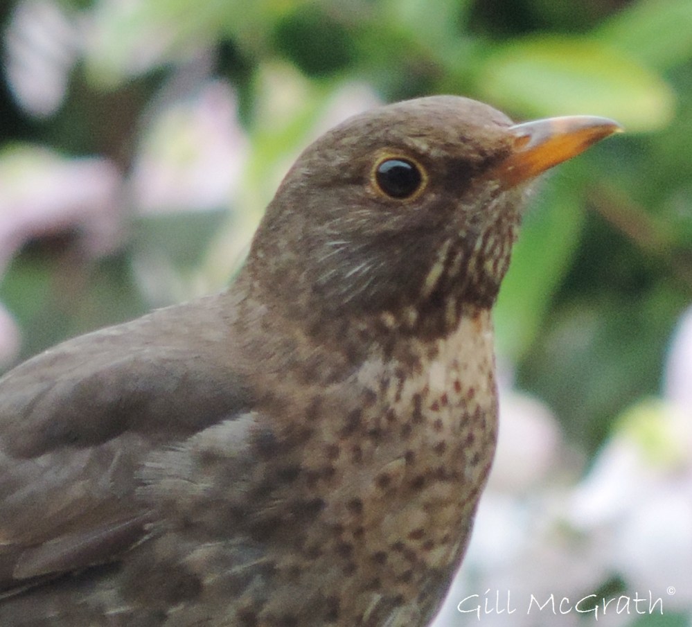 2015 05 11 sky bird DSCN4326 jpd sig