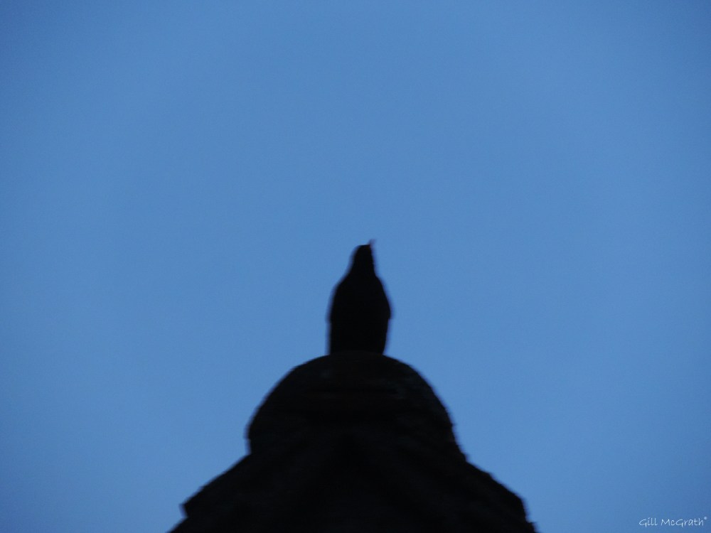 2015 05 13 1 dawn DSCN4572 jpg sig