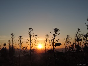 2015 05 13 13  dawn DSCN4741 jpg sig