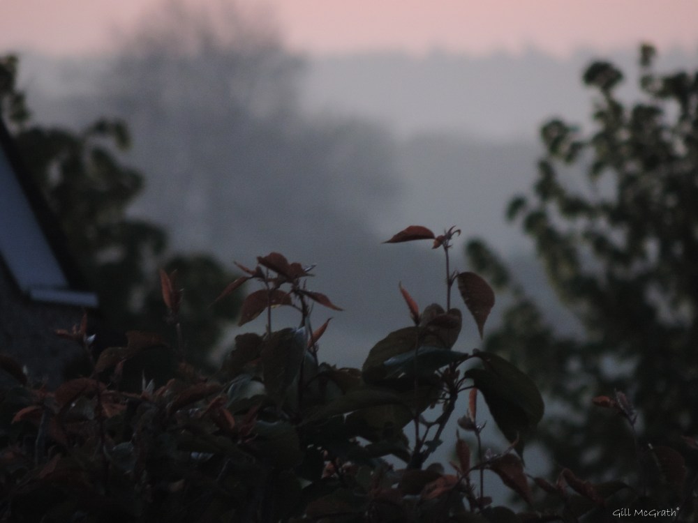 2015 05 13 2 dawn DSCN4598 jpg sig