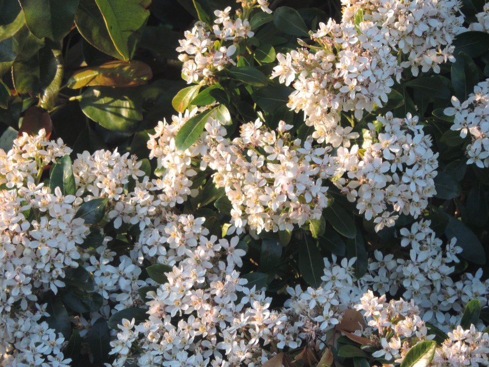 2015 05 14  evening light on white flowers DSCN4819 jpg sig