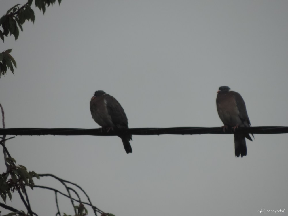 2015  05 14  tonight  two birds DSCN4890  jpg sig